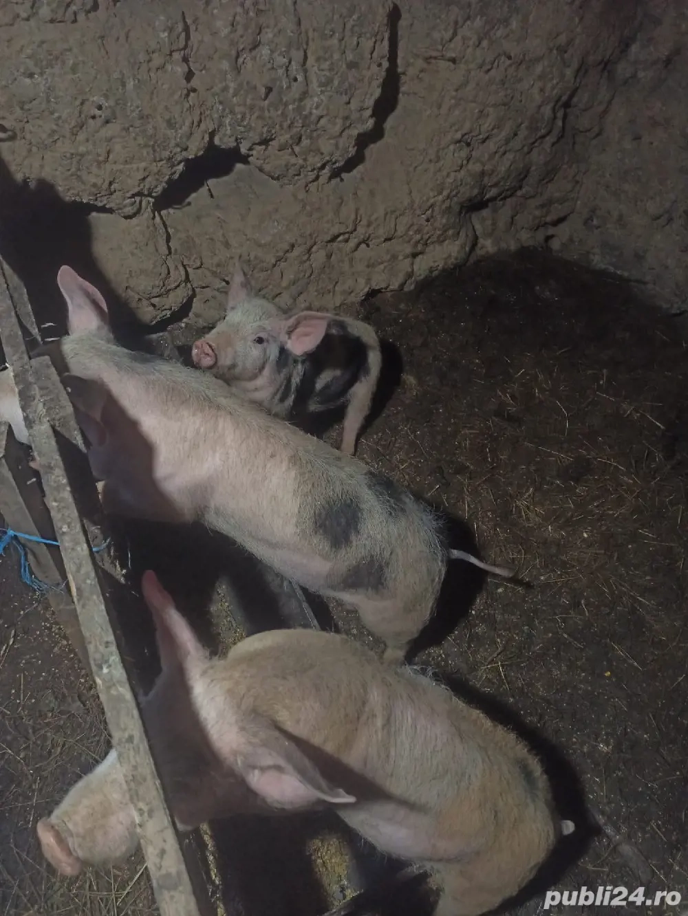 Vand 3 purei de 9 saptamani 