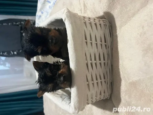 yorkshire terrier 6 saptamani , rasa pura