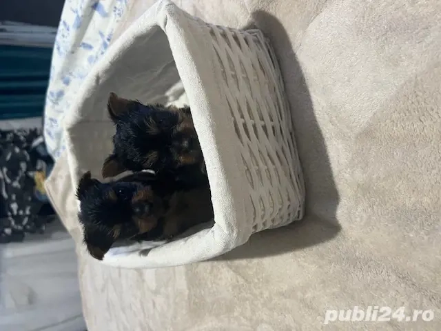yorkshire terrier pui nascuti 19.12