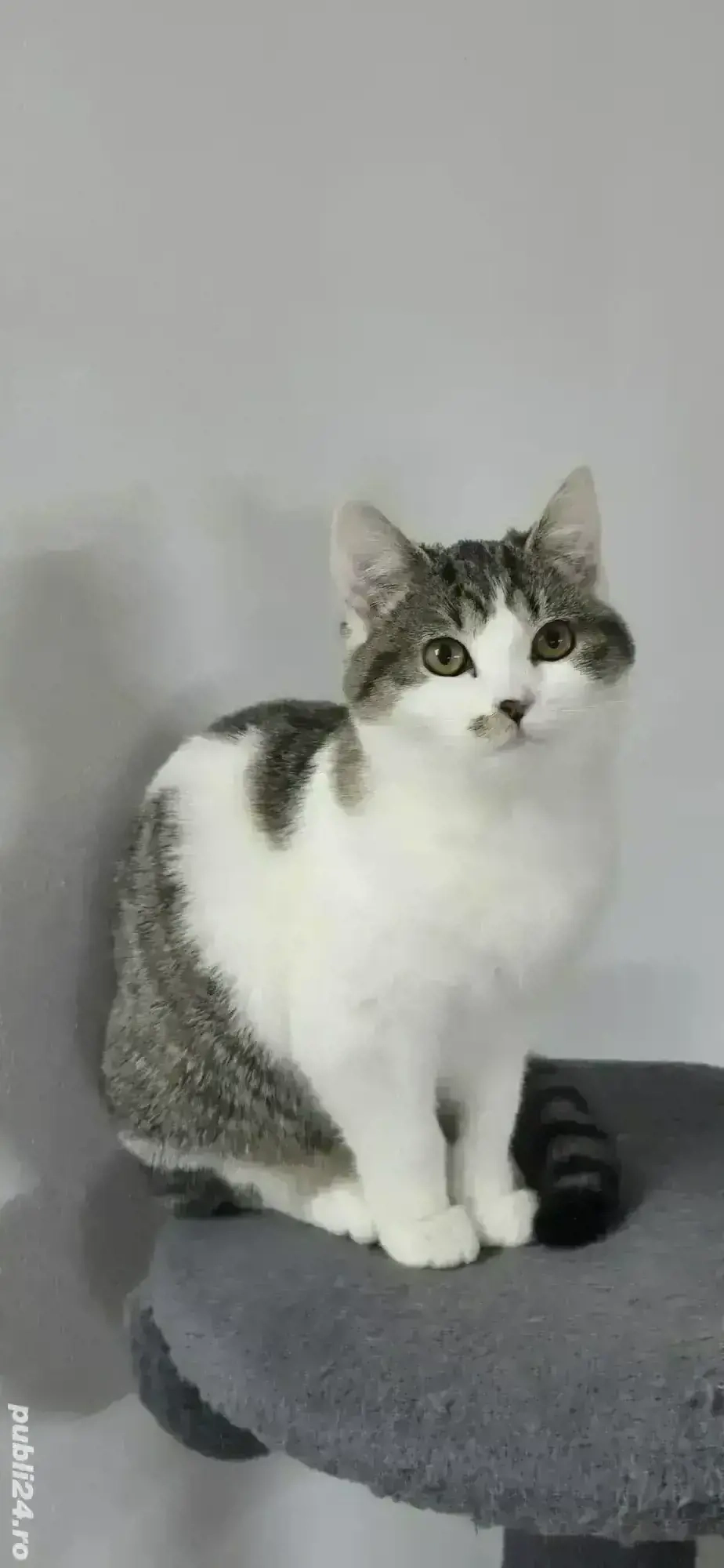 Vand pisicuță rasa British-Metis