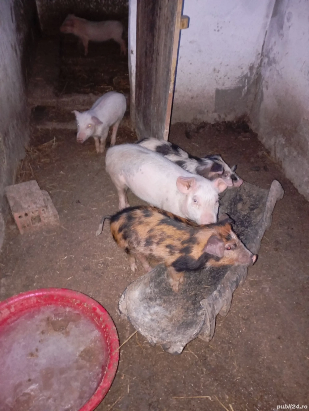 De vânzare purceii 