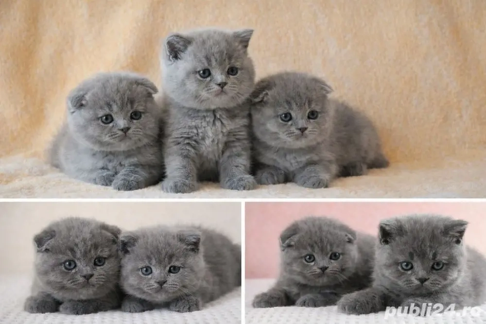 Puiuți  de Scottish  Fold 