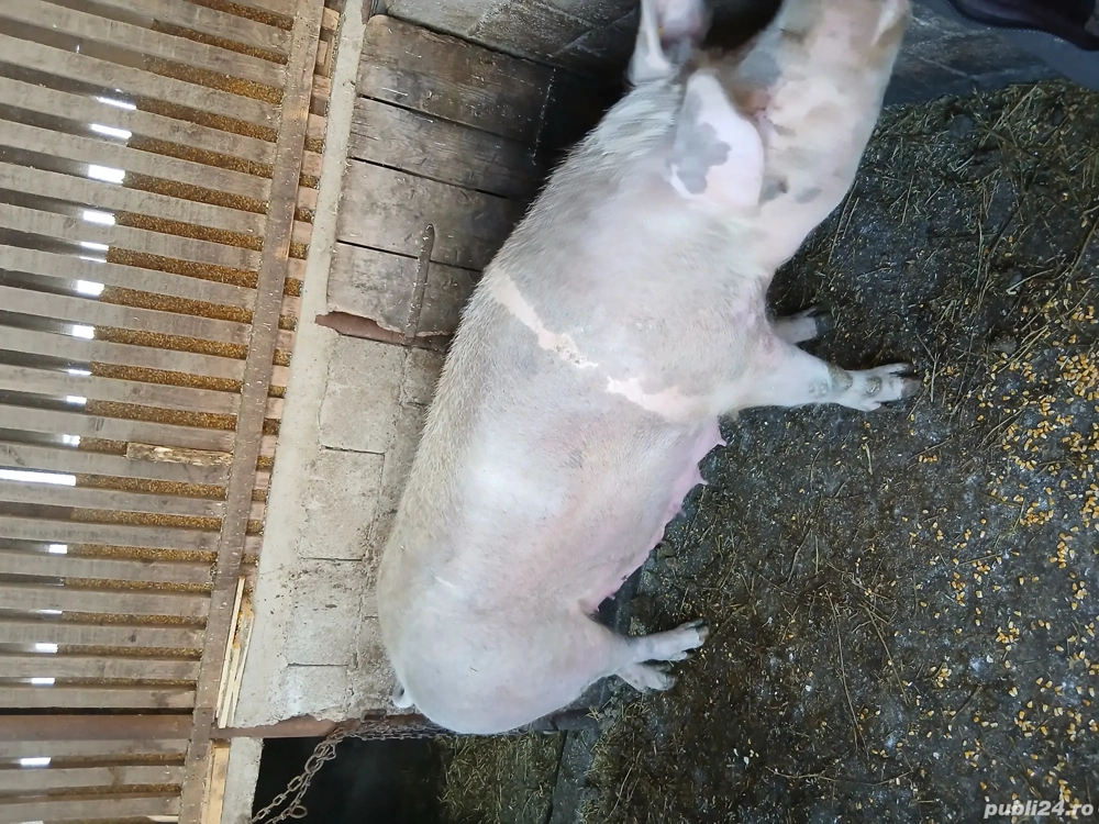 Vand scorafa pentru sacrificat