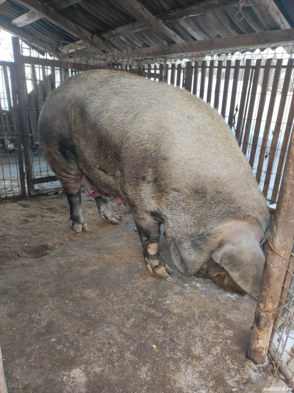 Vând porc pt. Sacrificat aproximativ 350 kg