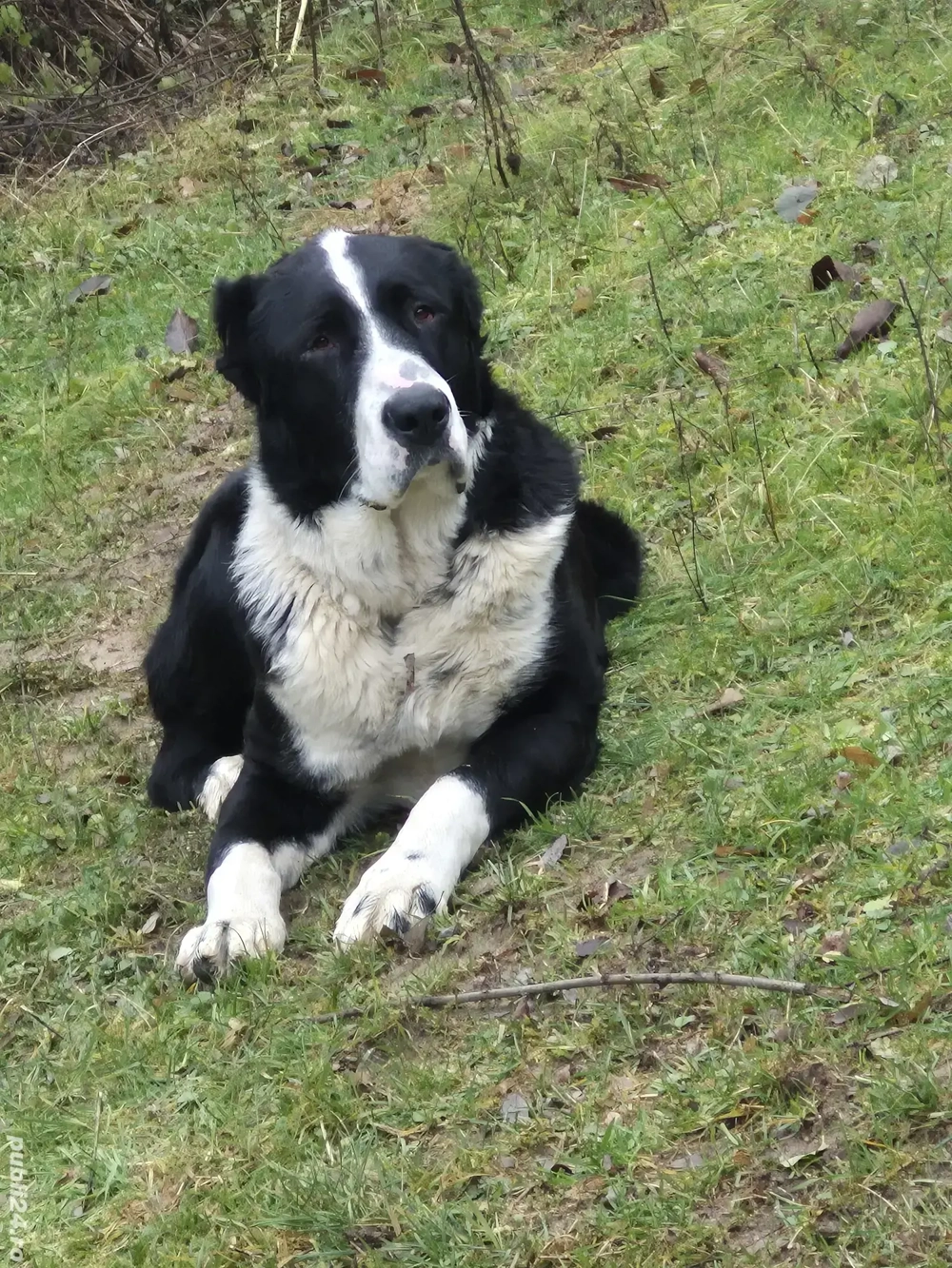 Ciobănesc Asia Centrală 