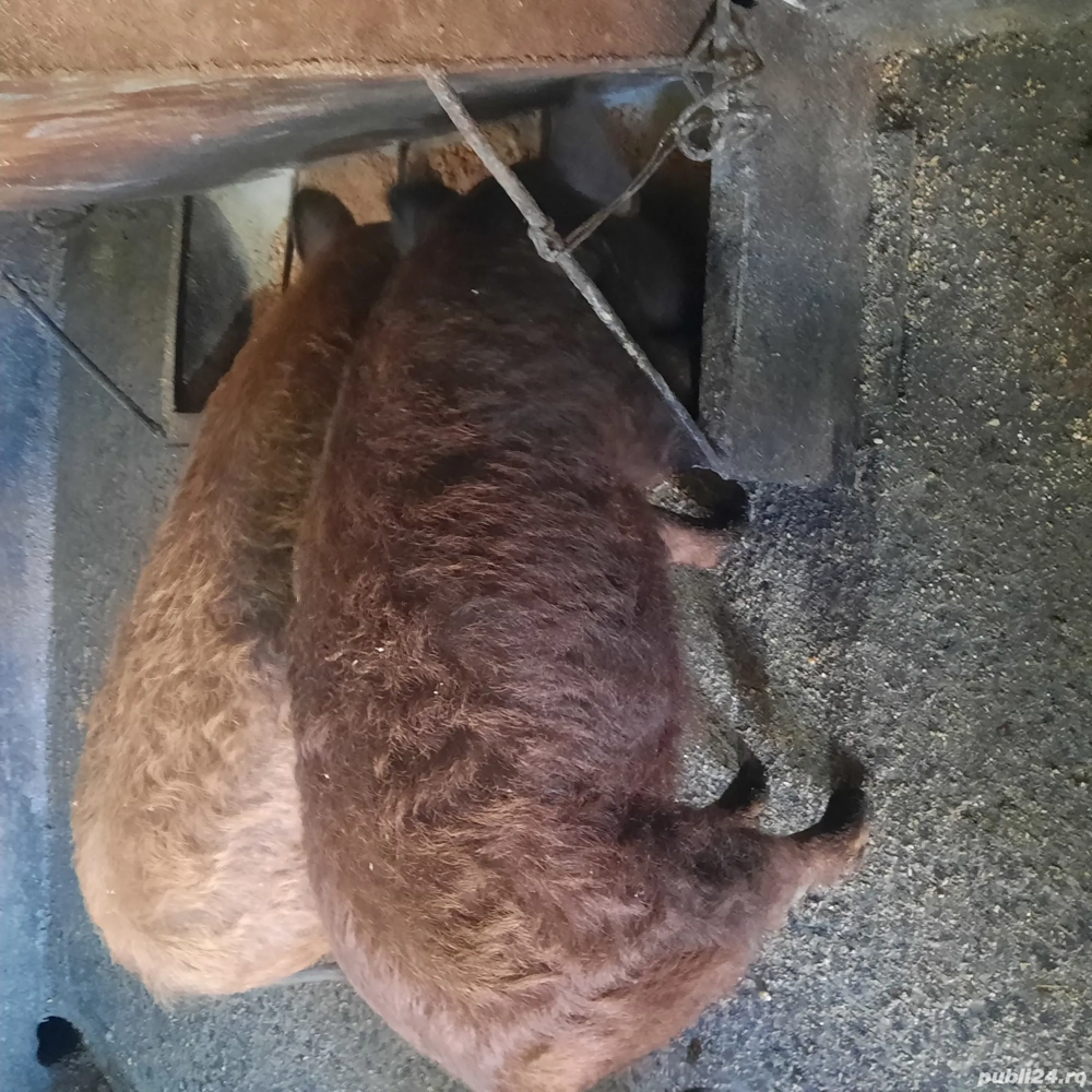 Pucei mangaliță cu durok