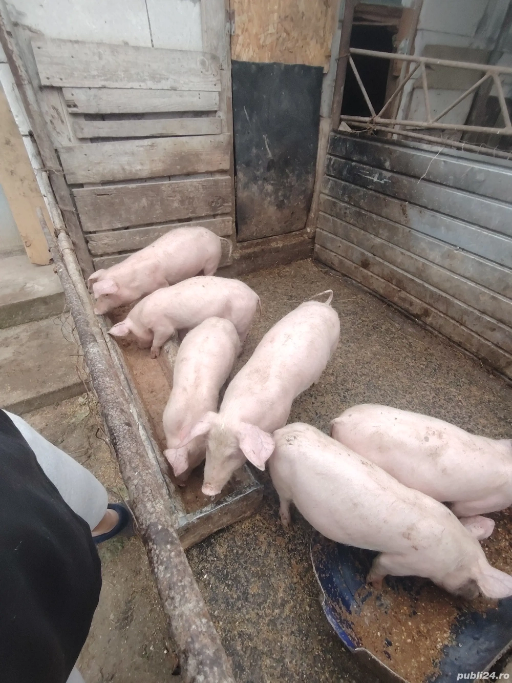 Purcei landrace cu pietrain