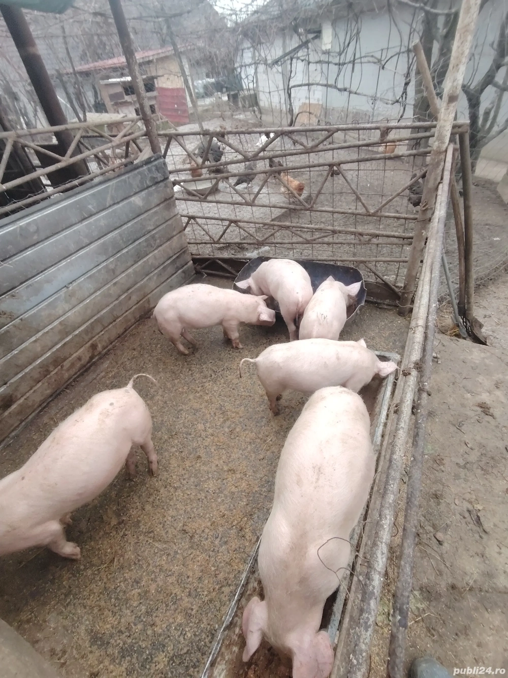 Purcei landrace cu pietrain 