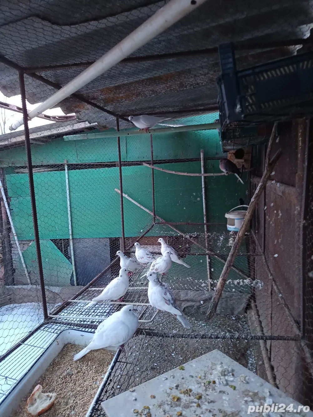 vând schimb 4 perechi de răzătoare toate sunt de 2025