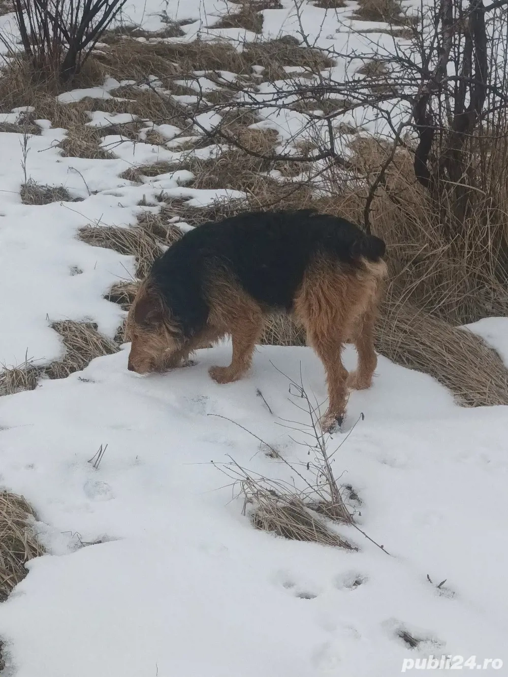 Pereche de jagdterieri  