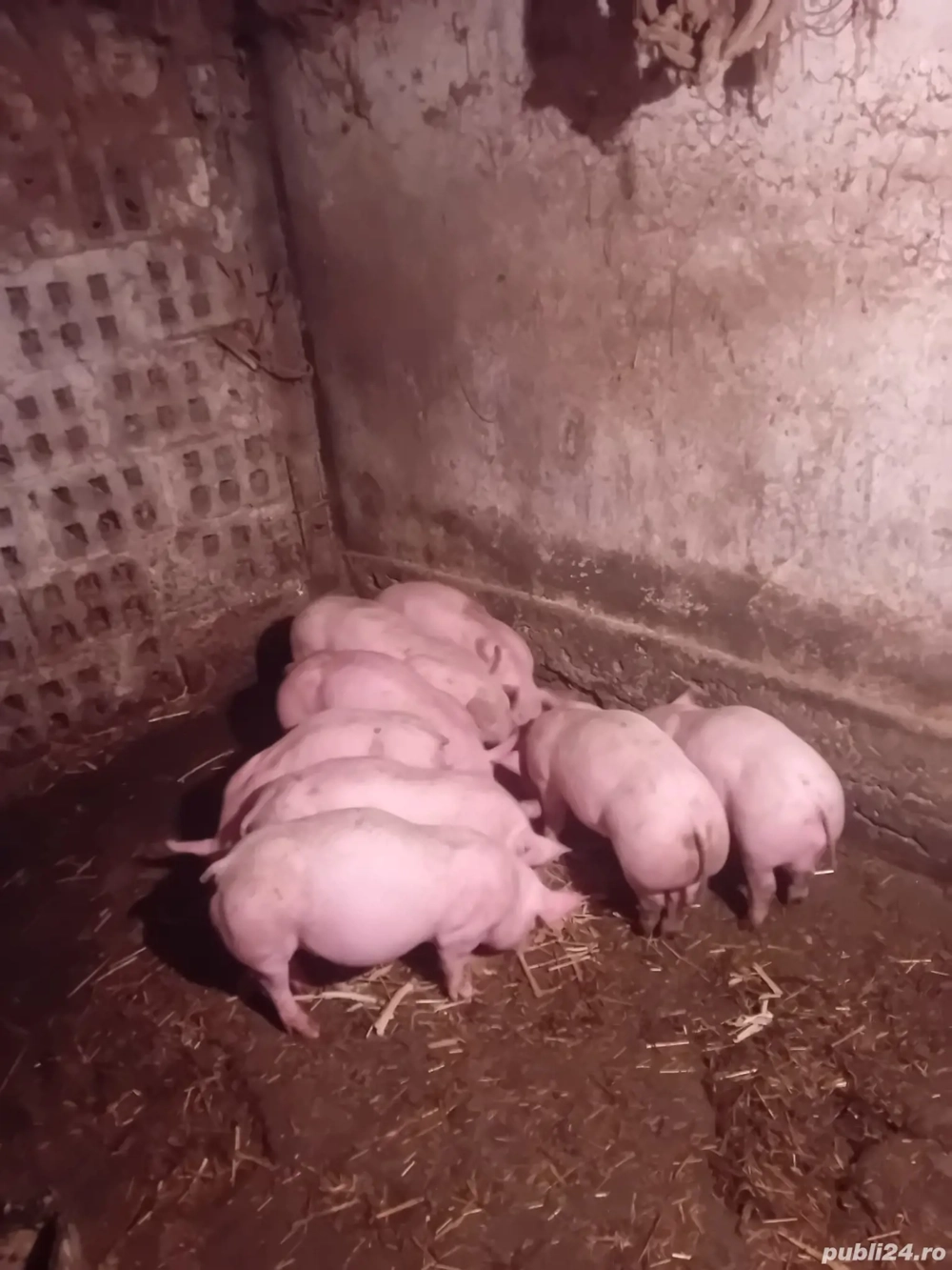 Vând purcei de rasă pura