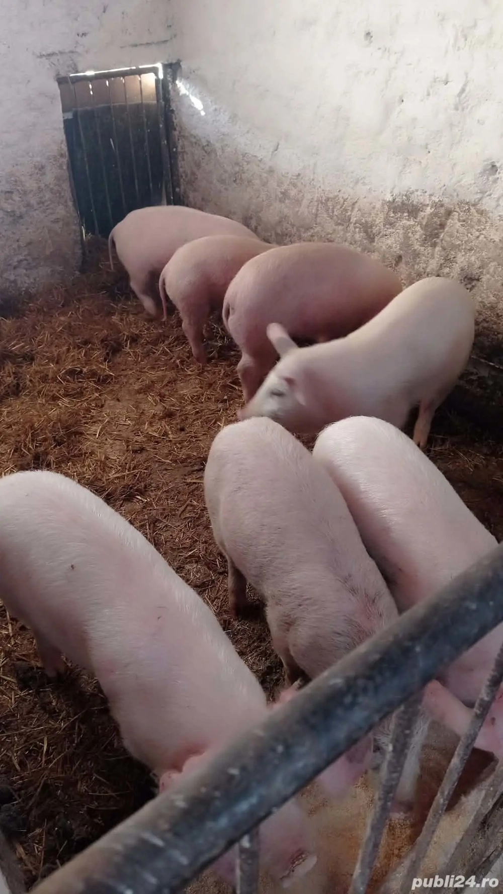 Șoldani rasa de carne 