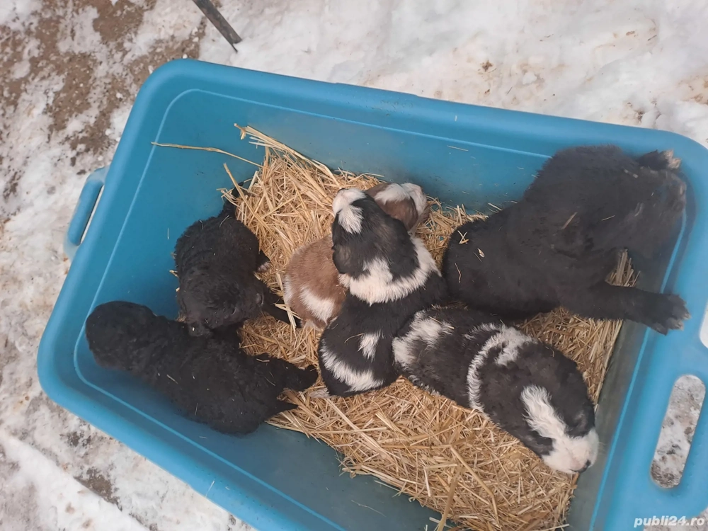 Vând căței mioritic de 5 săptămâni 