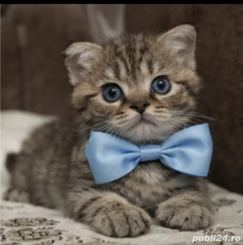  puiuți british short hair 