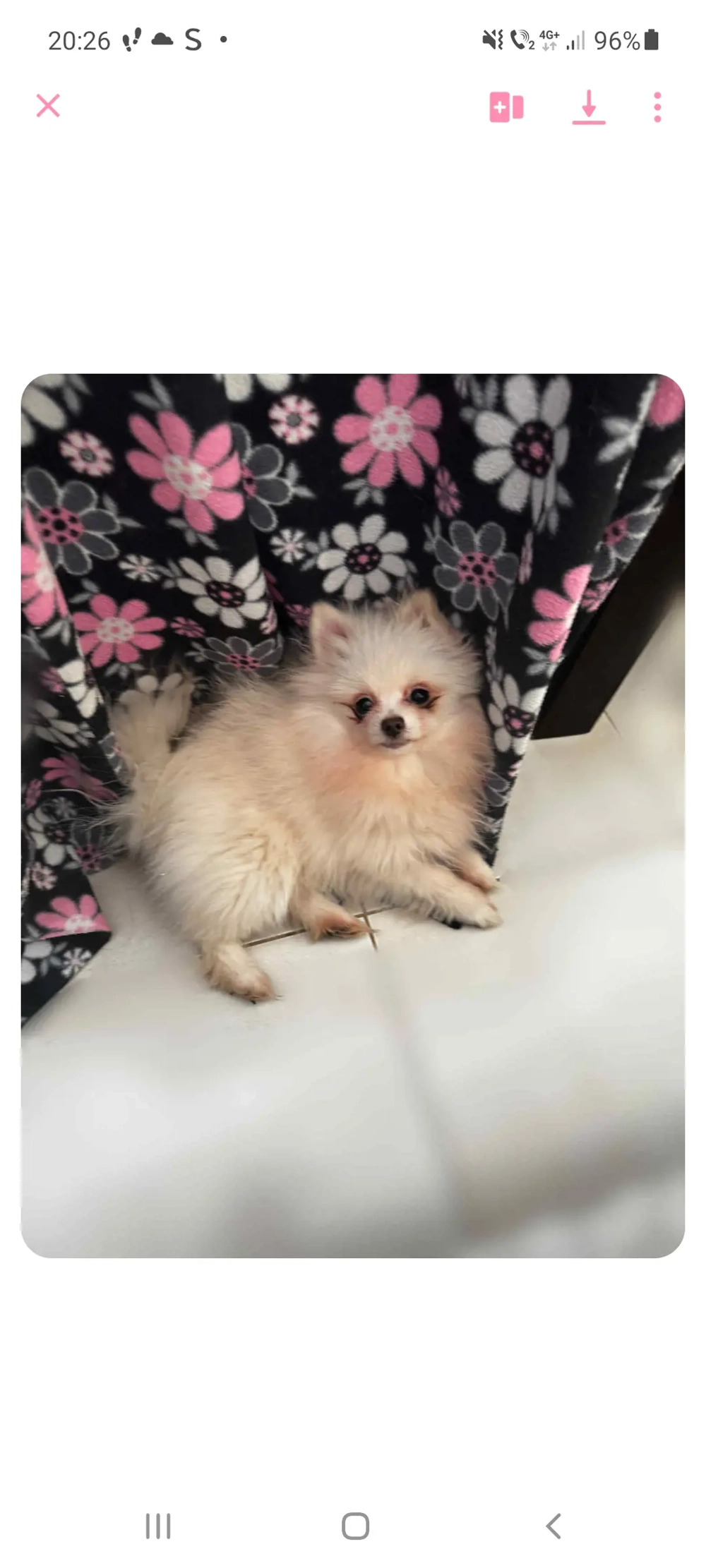 Pomeranian mascul ,6 luni,foarte jucăus