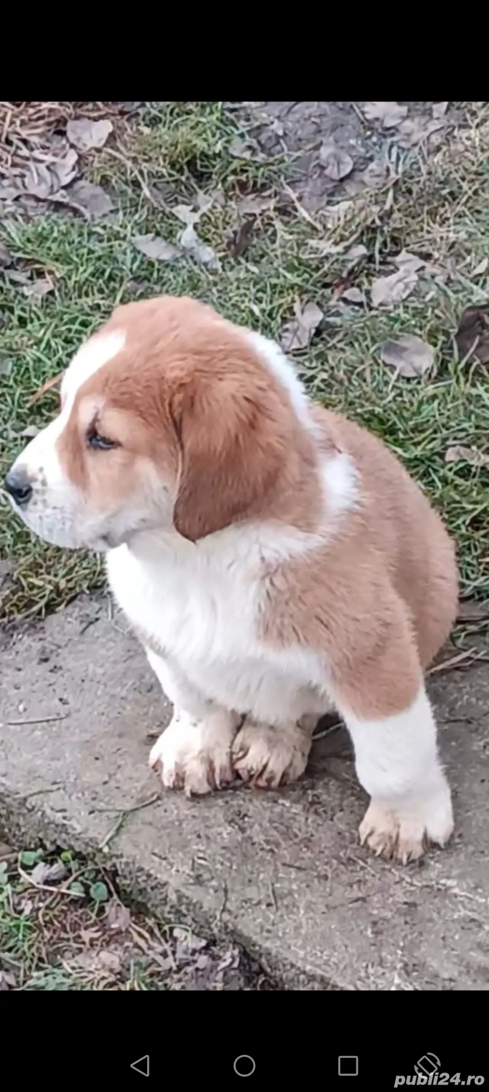 Ciobanesc asia centrala 