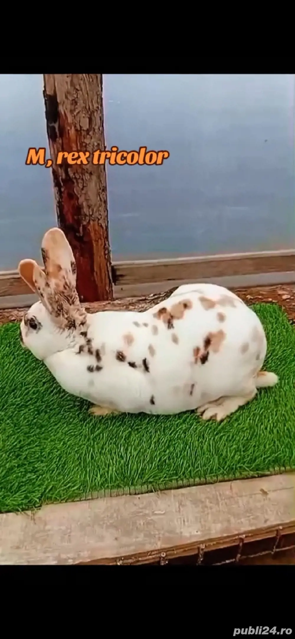 Vand iepuri ,usor negociabil...