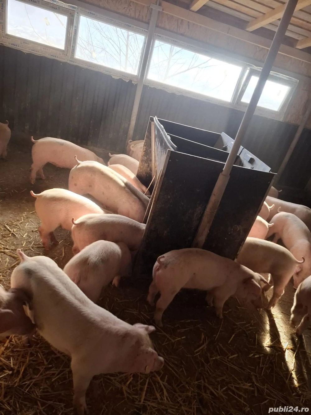 Purcei rasa de carne 30 -70 kg 