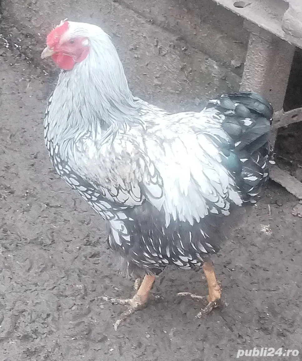 Wiandot Argintiu cocosi