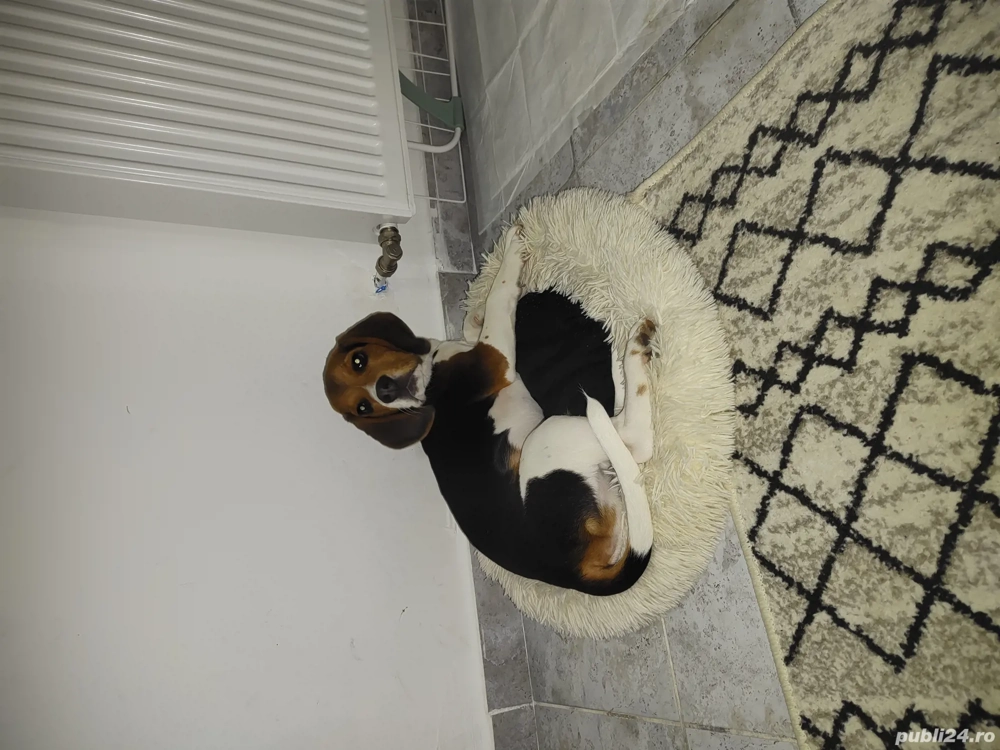 Vând cățel din rasa Beagle