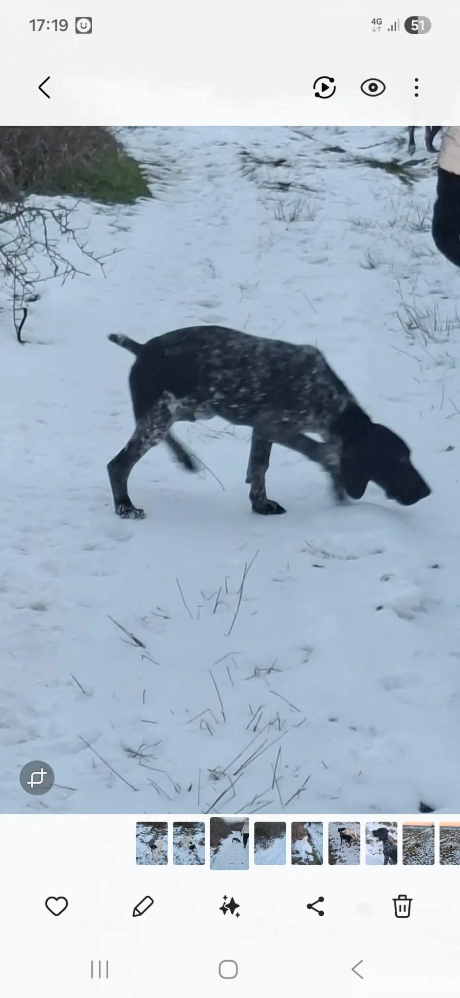 Vând brac german detalii la nr de tel o769217144