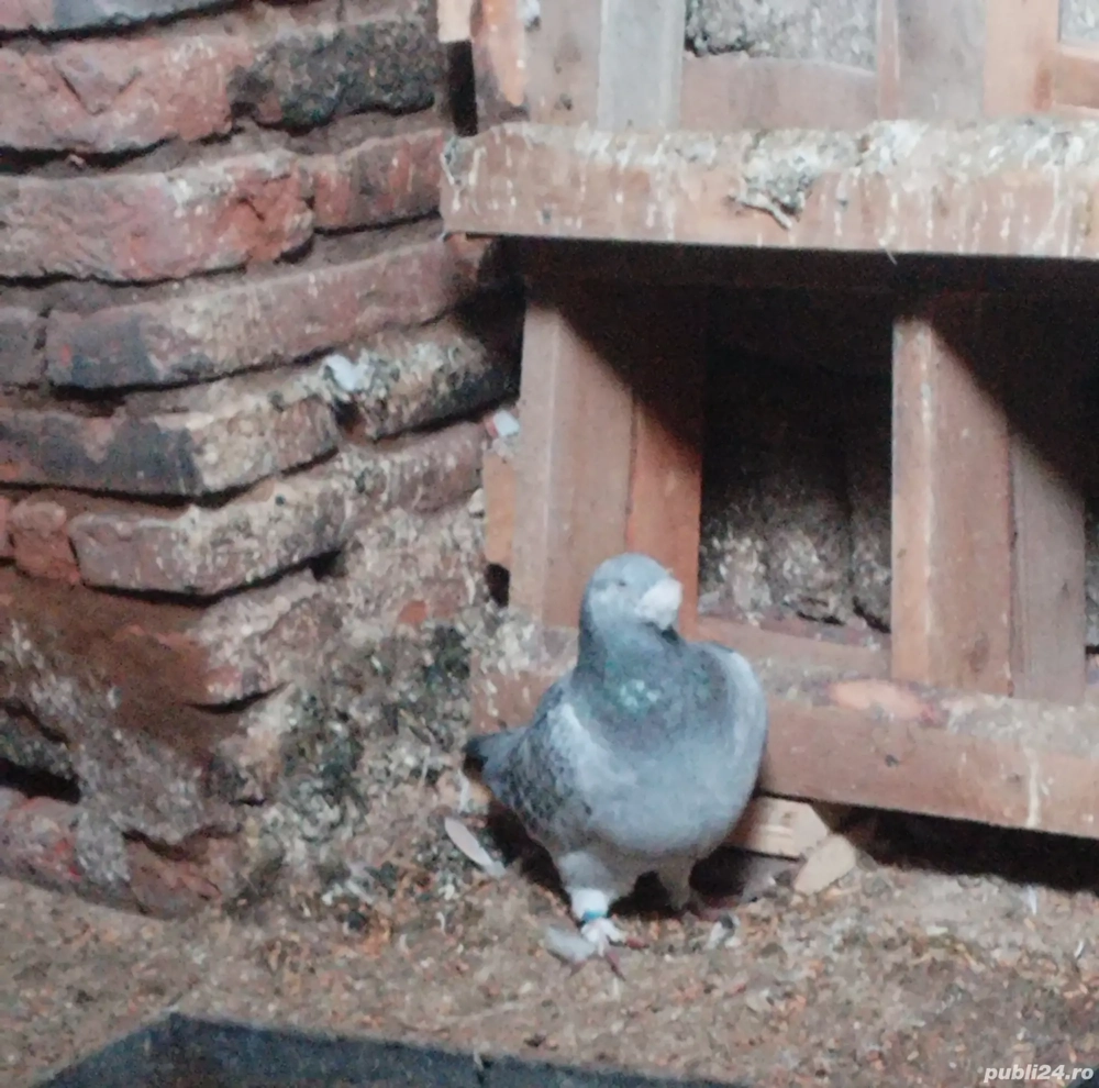 Porumbei Standard voiajori