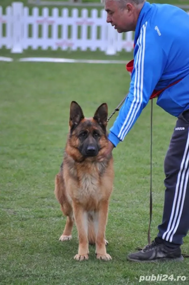 Ciobănesc german pereche