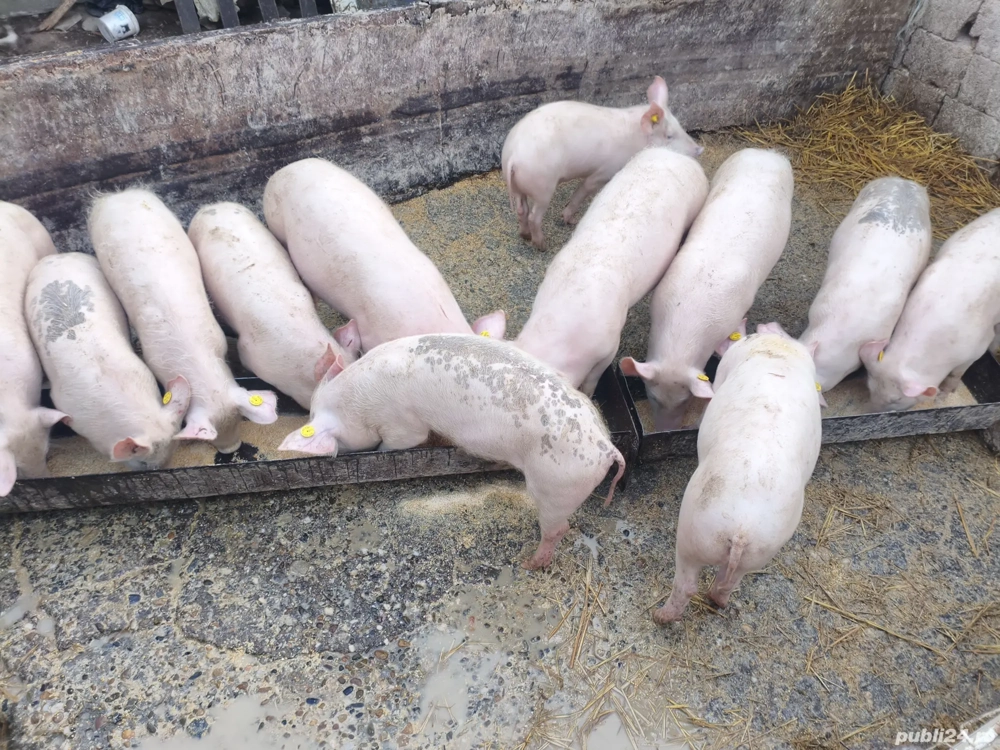 Vând purcei 5 luni marele alb