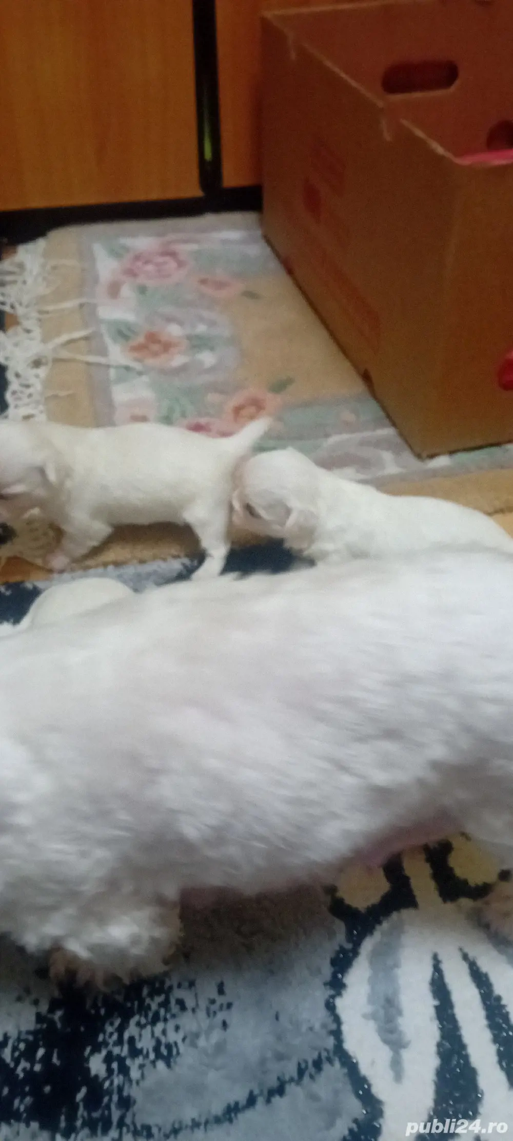 căței bishon maltez vaccinați relati la nr   