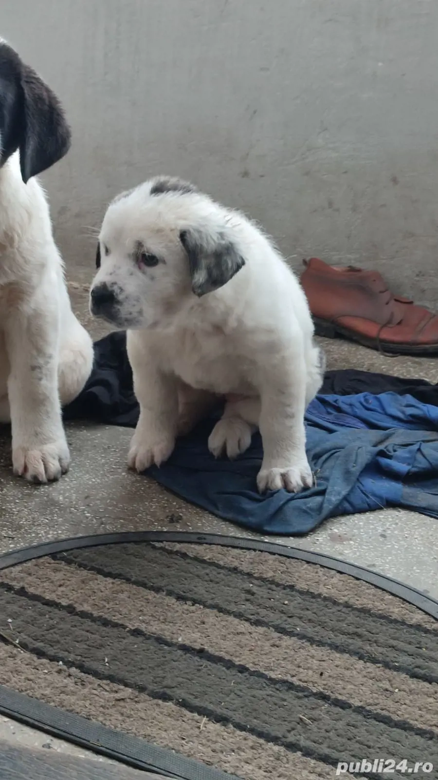 Femela Ciobanesc de asia centrala 