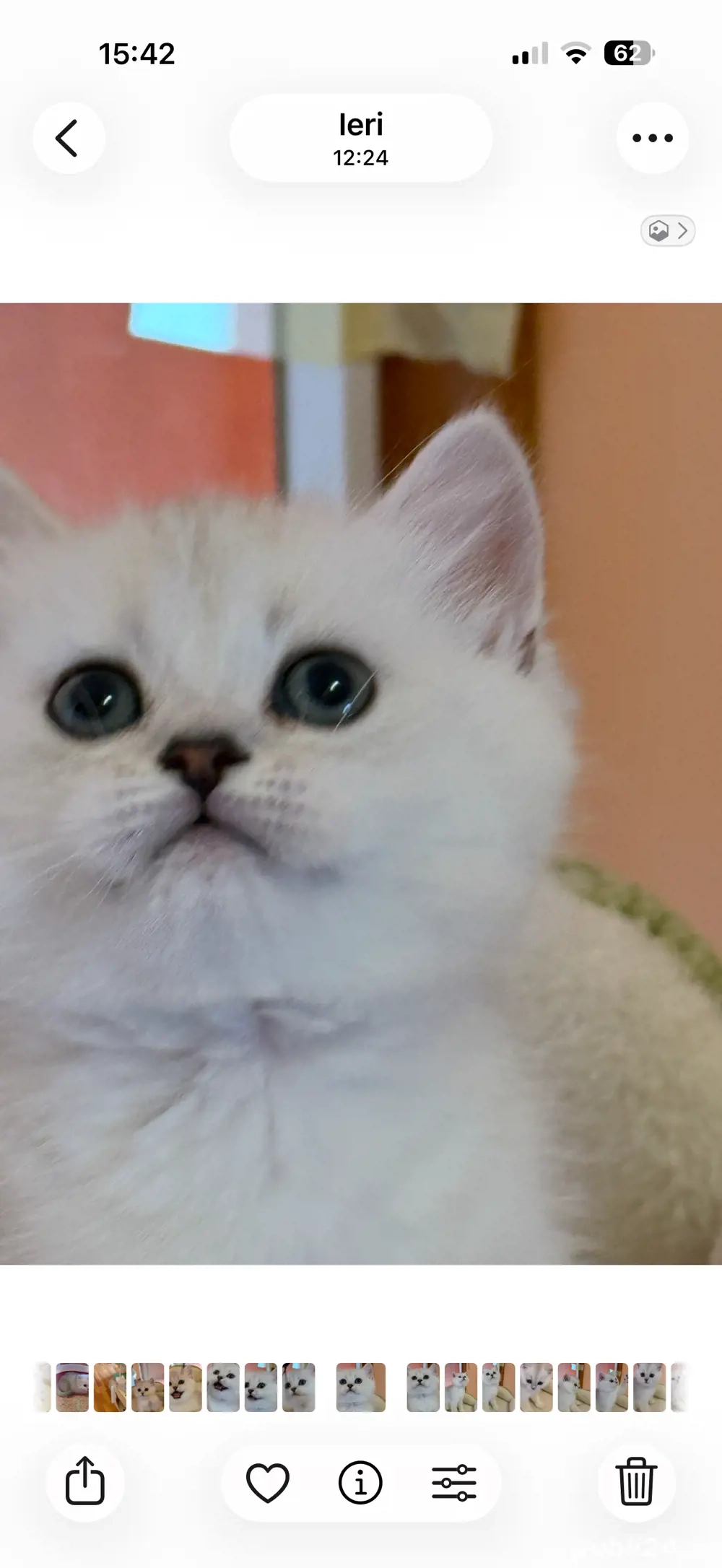 fetite si baieteii british short si long hair 