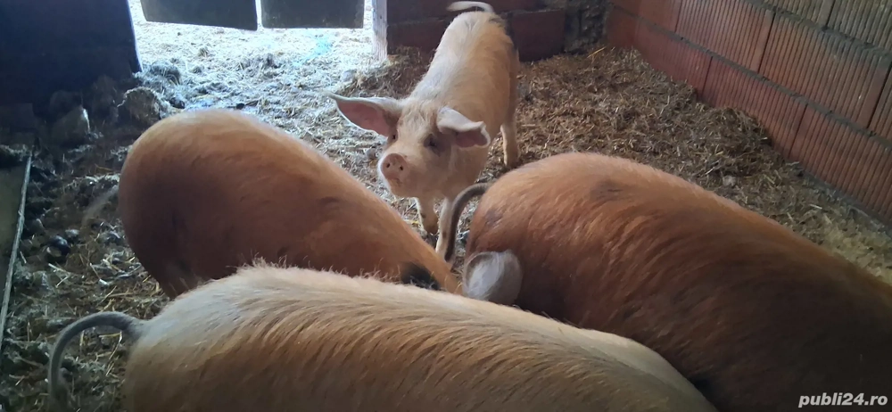 Vând purcei și soldani