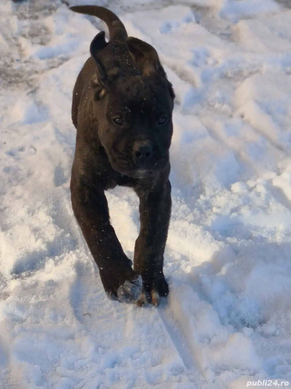 Ofer Presa Canario 