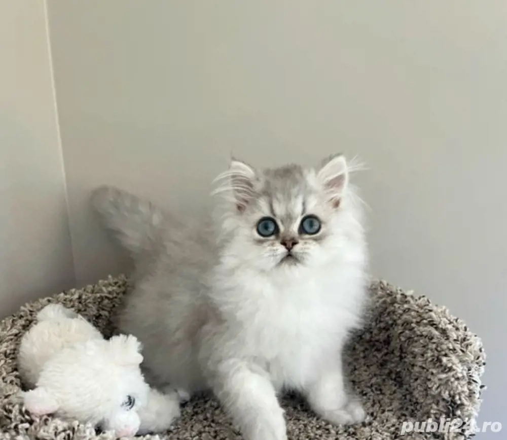 British Longhair Chinchila 