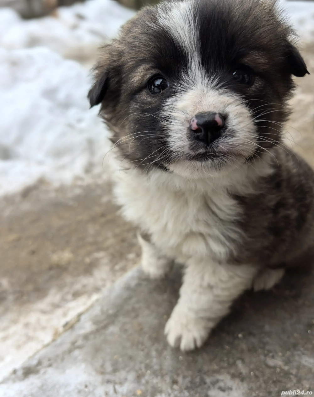 Vând cățelușa talie mica 