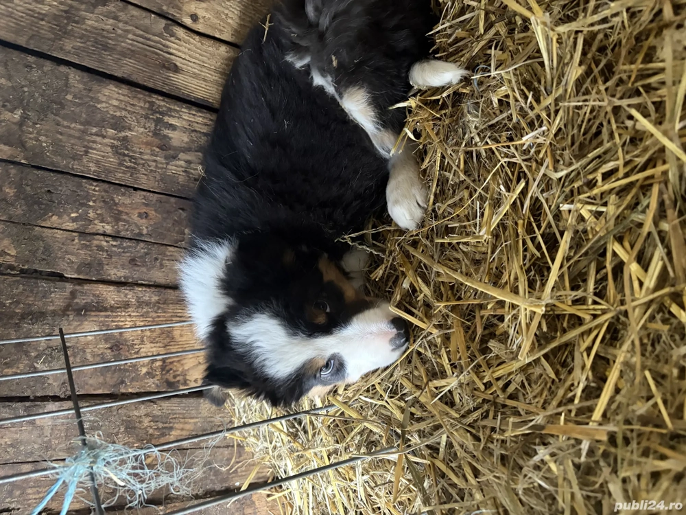 Mascul border Collie 