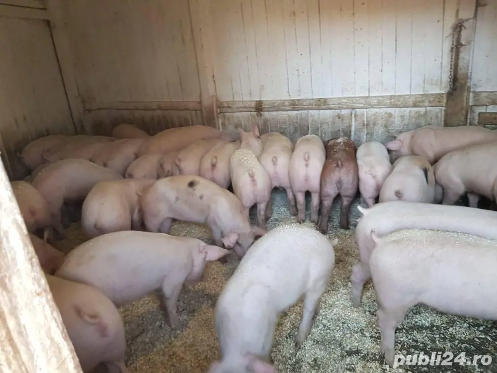 Vand Porci rasa Carne