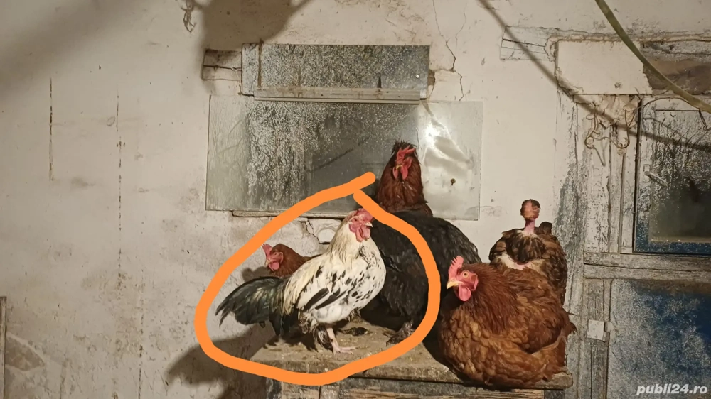 Vând cocosi americani. 