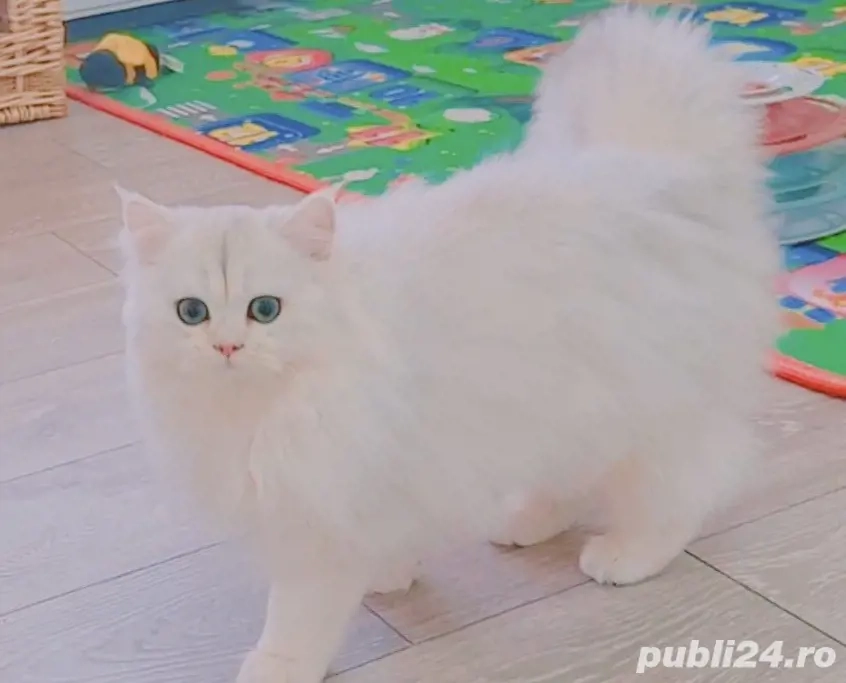 british shorthair   scotish straight