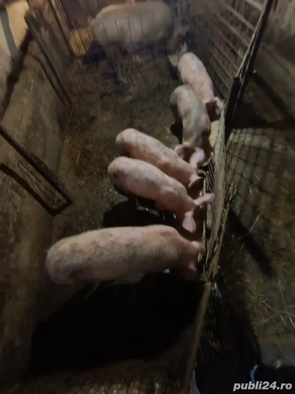 vand porci 800 lei bucata 