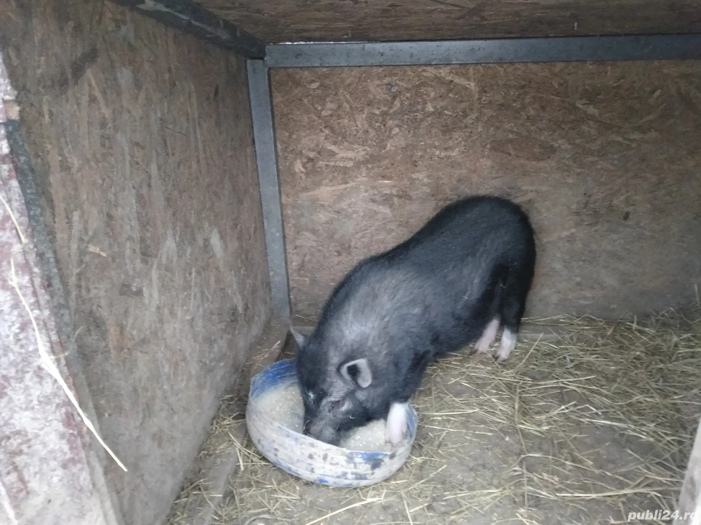 Vând vier vietnamez 