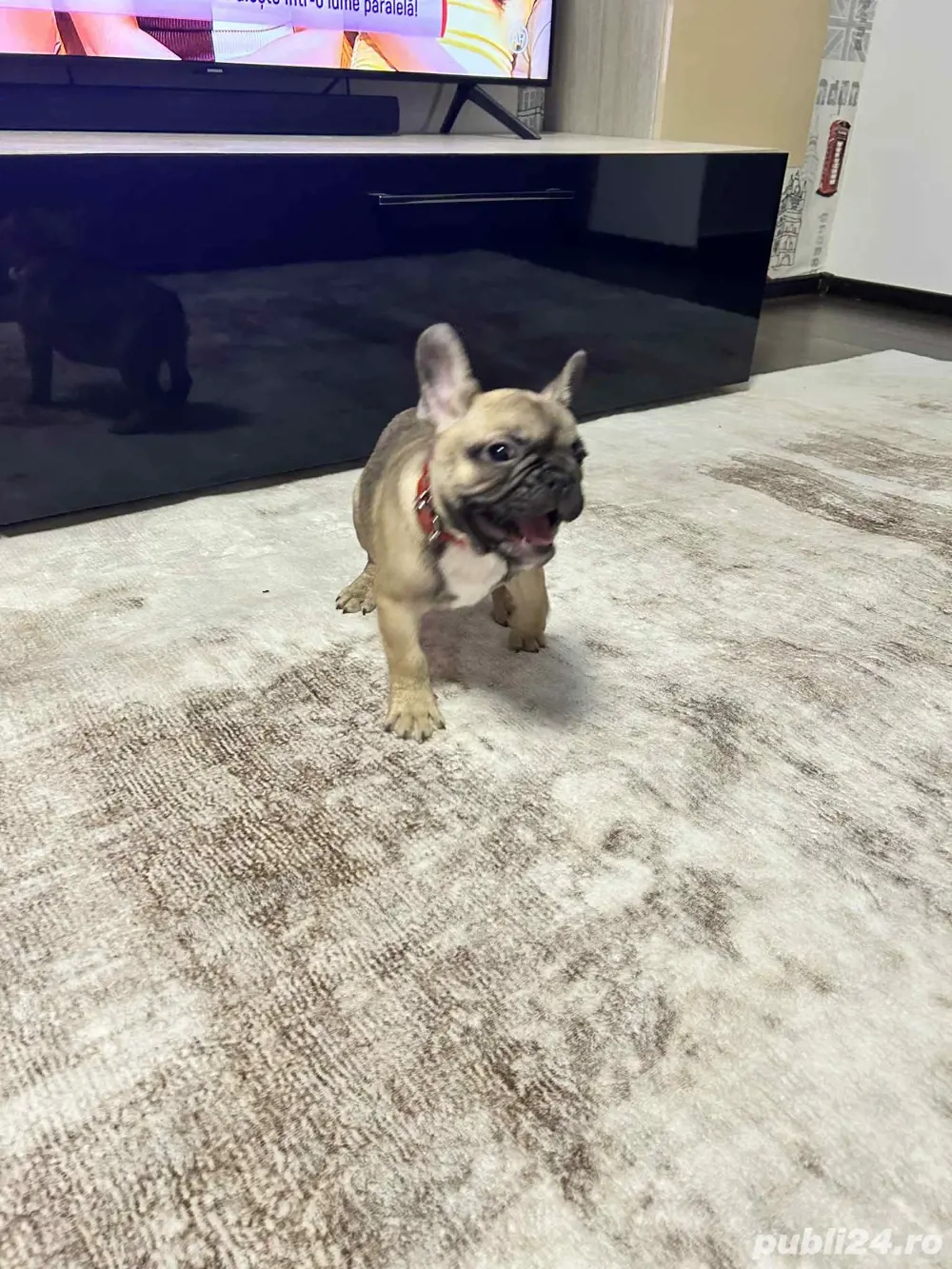 Bulldog Francez-3luni 