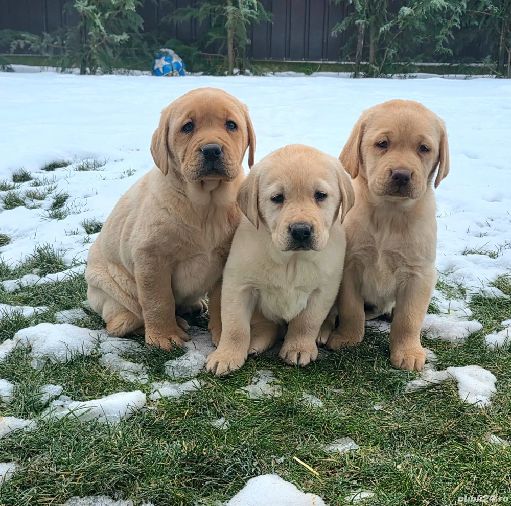 Pui Femele Labrador Retriever