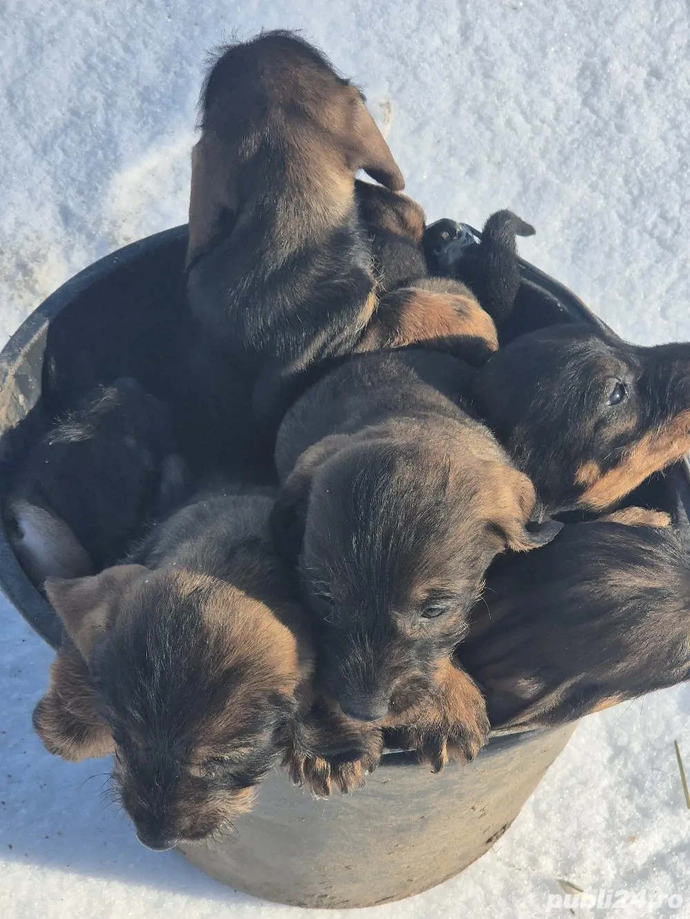 Pui Teckel sârmos!!!