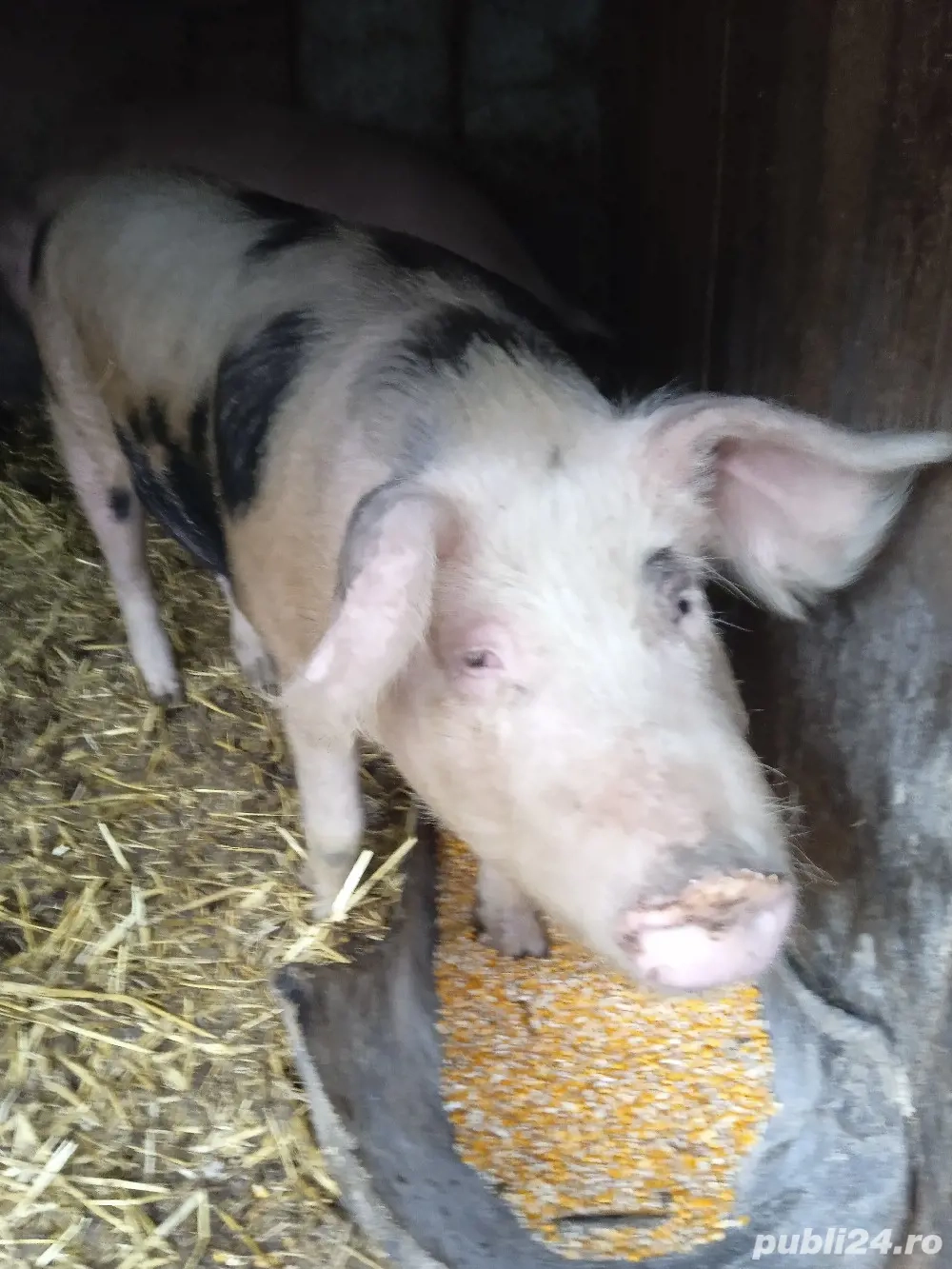 vand porci  de carne 