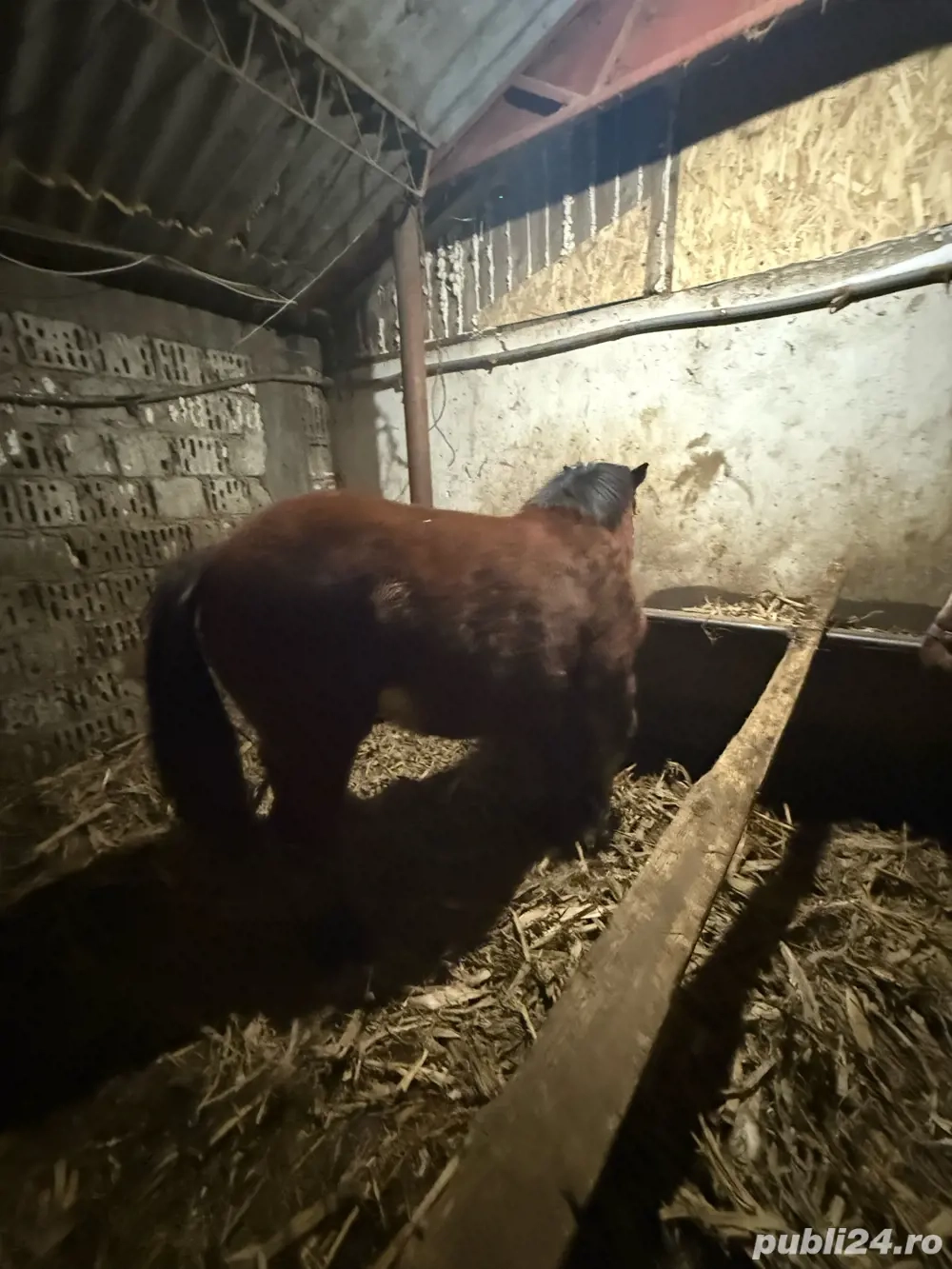 mânz de 11 luni de vânzare