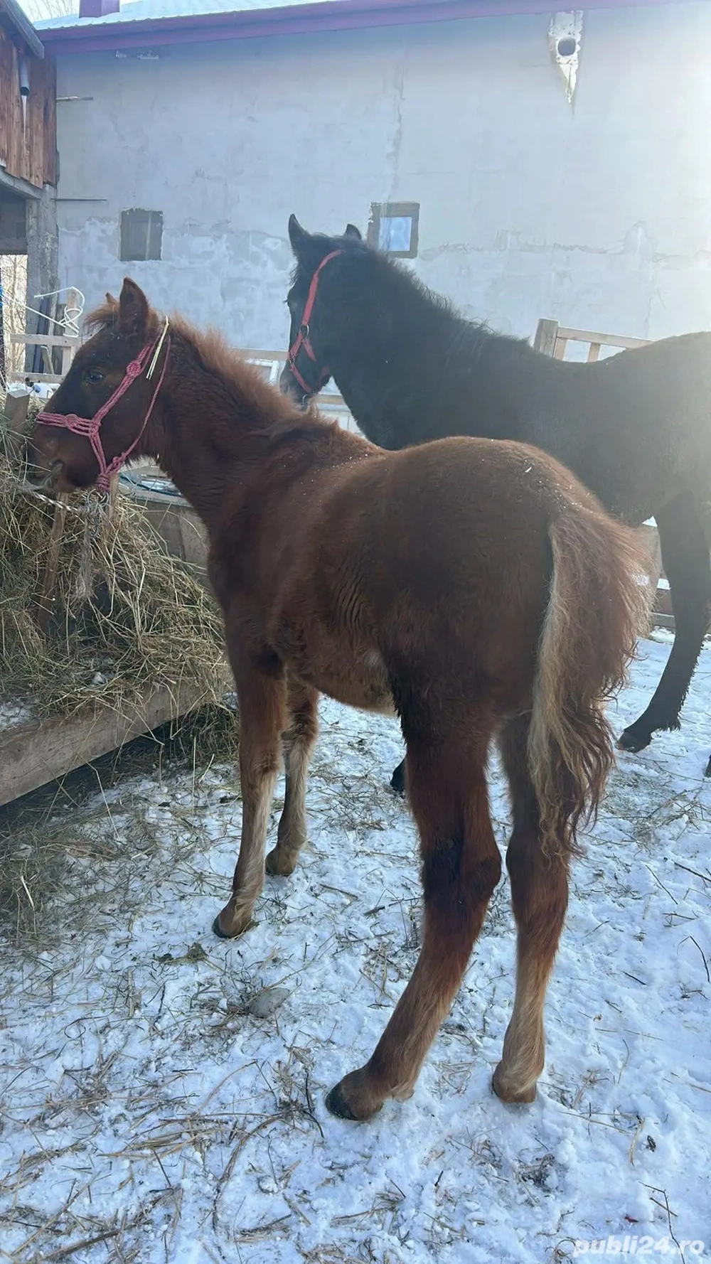 urgent azi mânz de vanzare 4 luni