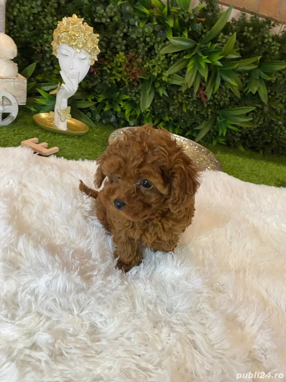 Pui rasa Caniche Pudel Red Mini Toy de calitate, cu garanție medicală