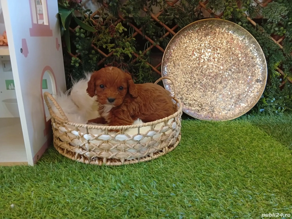 Pui rasa Cavapoo roscati de calitate, cu garantie medicala