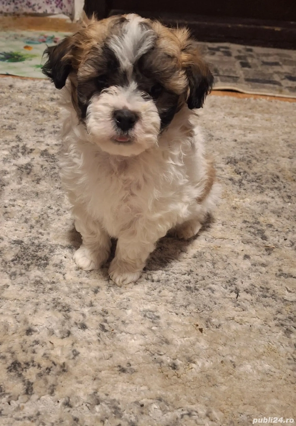 Vand bichoni au in jur de 2 lunite 